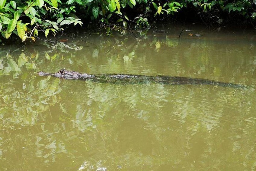 Caiman in Canals of Tortuguero National Park