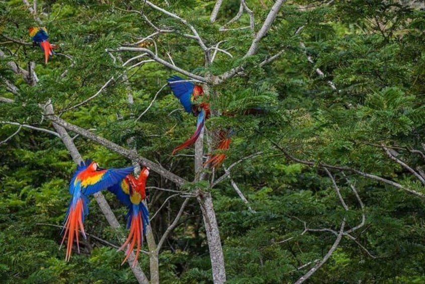 Scarlet Macaw