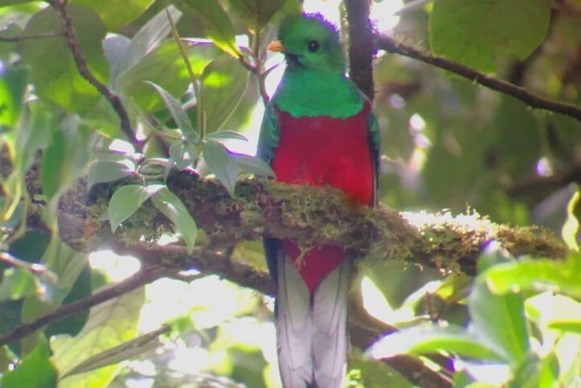 Quetzal, Monteverde Cloud Forest Reserve