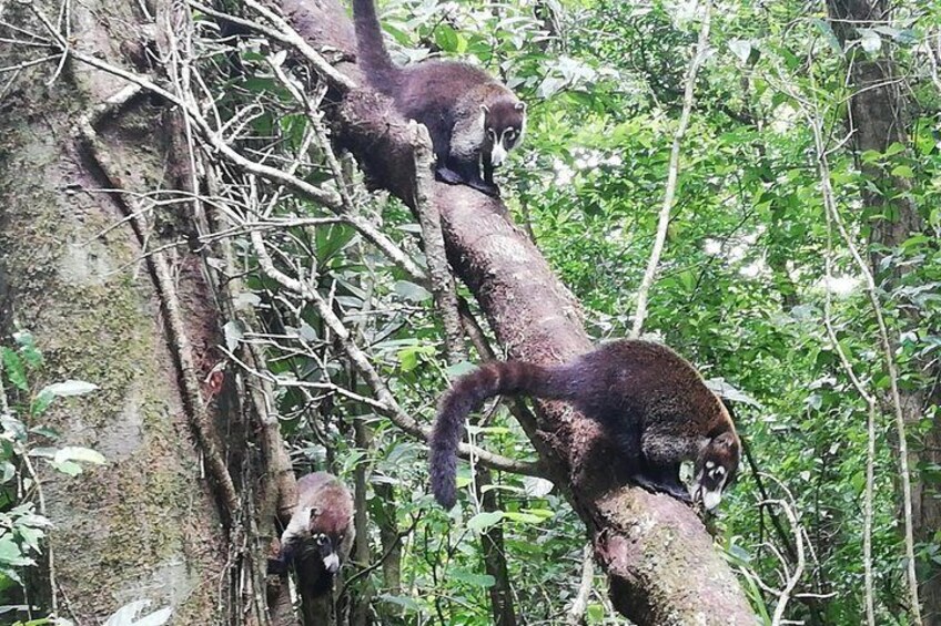 White Nose Coati - Pizote, Arenal Volcano National Park