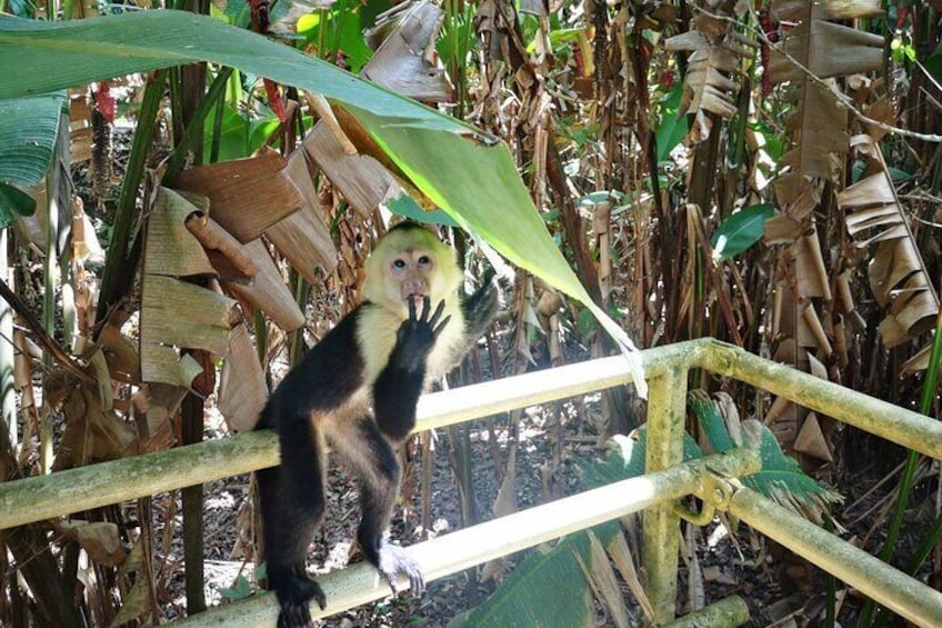 Funny Monkey