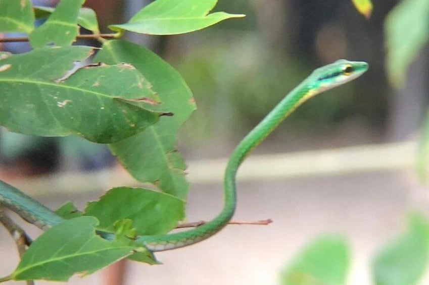 Green Bejuquilla Snake