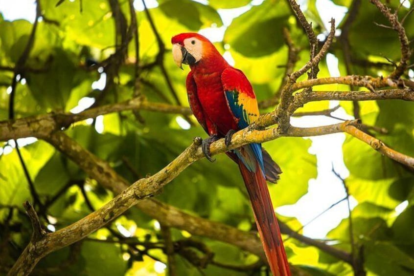 Scarlet Macaw