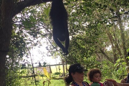 Howler Monkey Sanctuary and Kukumba Beach from Belize City