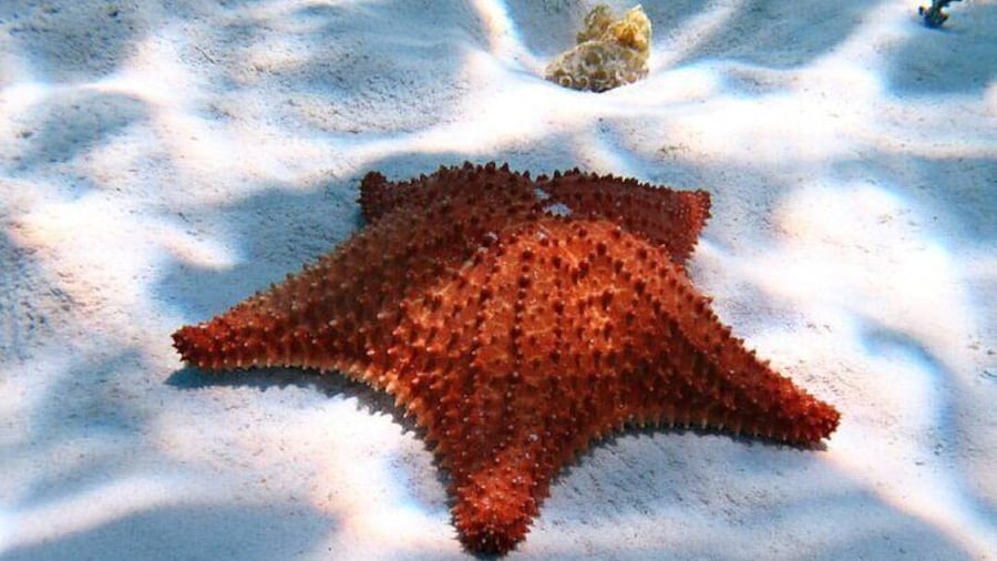 El Cielo Snorkeling tour Cozumel