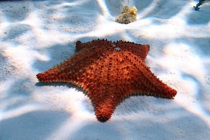 Cozumel-snorkeltour: Palancar, Columbia en El Cielo Reefs