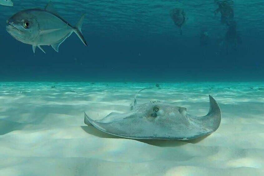 El Cielo reef cozumel