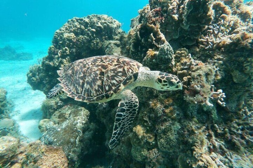 El Cielo and Colombia reefs