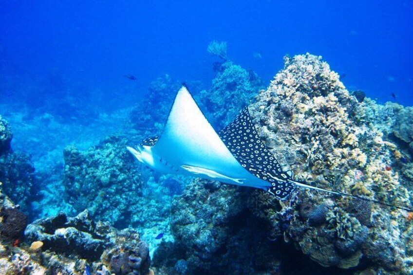 Palancar Reef Cozumel