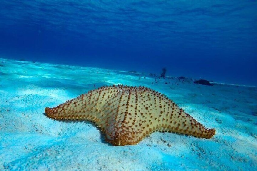 El Cielo Reef