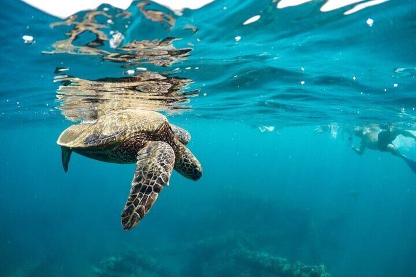 Semi-Private 4 Hour Eco-Raft Maui Snorkel Tour & Lanai Dolphins