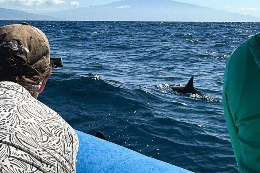 Sometimes the dolphins will come right up to the boat!