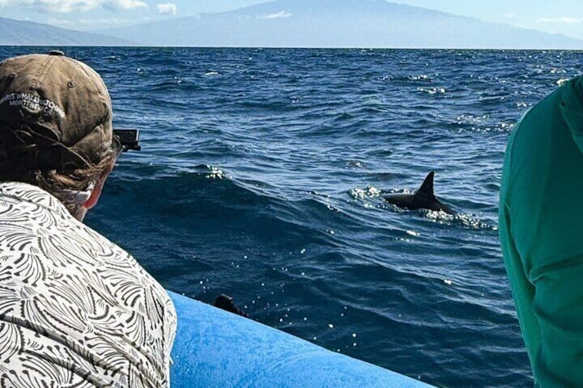 Sometimes the dolphins will come right up to the boat!
