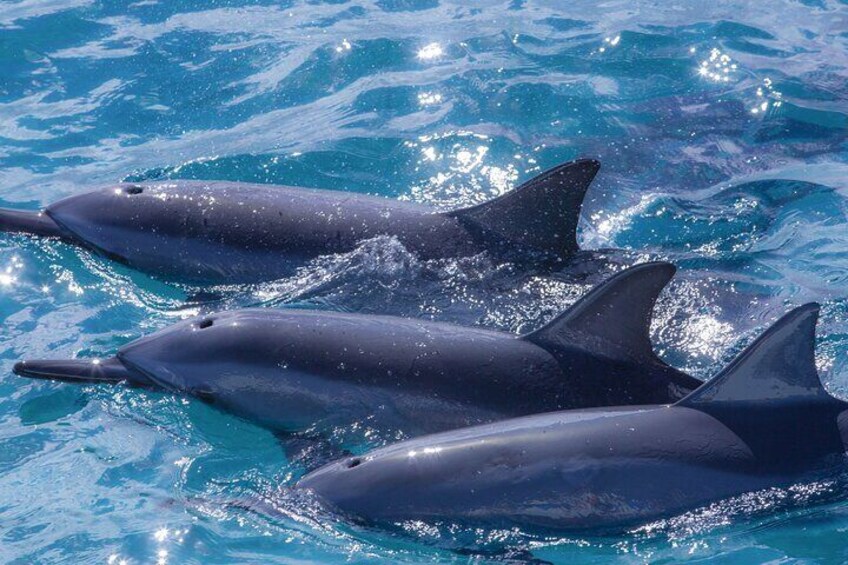 Spinner dolphins can be found in pods as they are very social mammals!