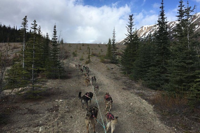 Dogs on the run!