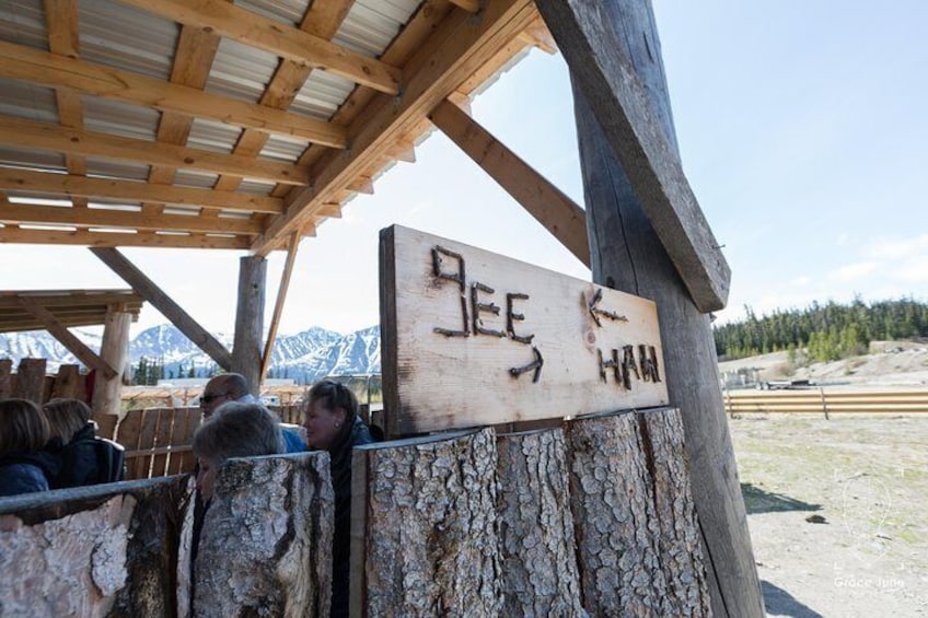 Sled Dog Adventure and Pan for Gold in the Yukon