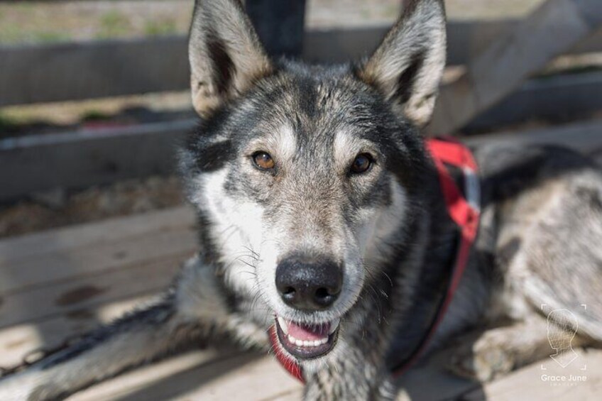 Sled Dog Adventure and Pan for Gold in the Yukon