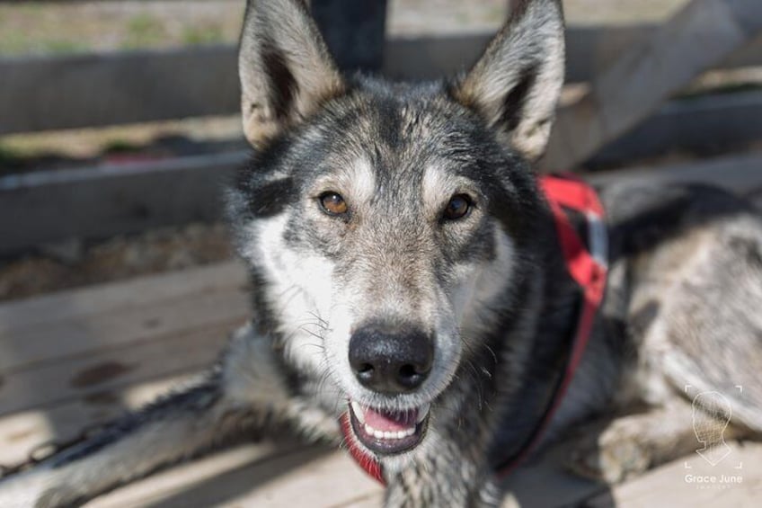 Sled Dog Adventure and Pan for Gold in the Yukon