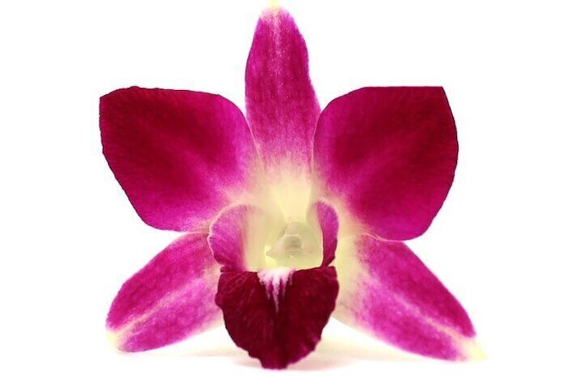 Closeup of orchid flower used to make leis