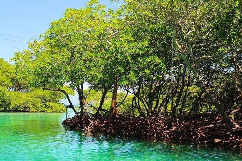 Learn about the Mangroves Species