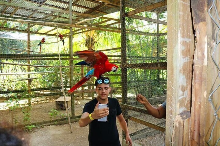 Red Macaws