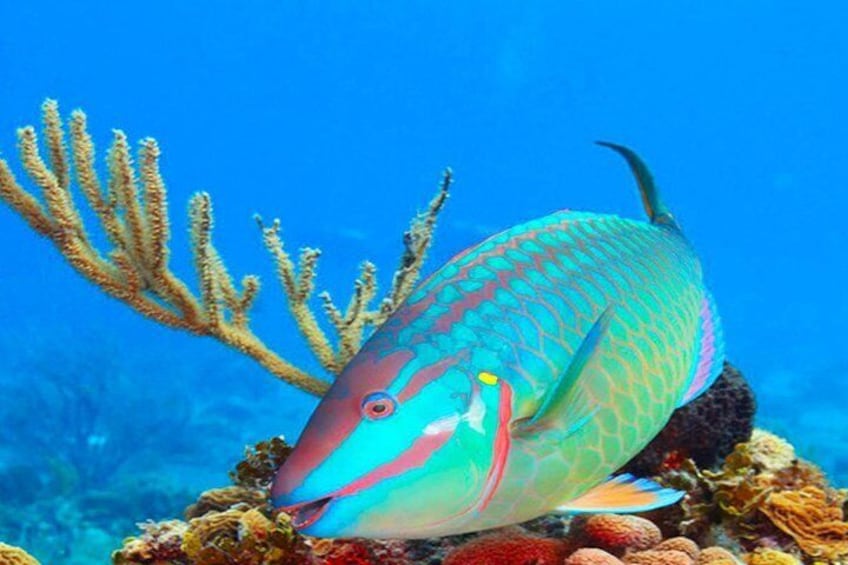 Colorful reef fish