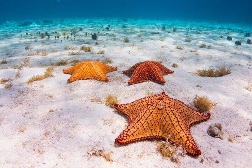 There is a lot of starfish to enjoy at the natural aquarium