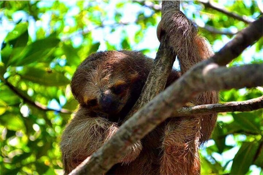 Learn about the sloths