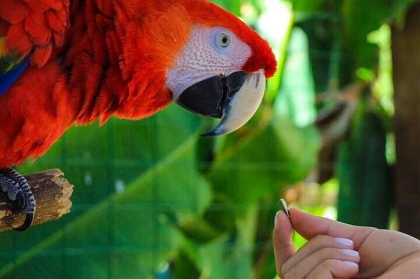 The great Macaw, Honduras national bird