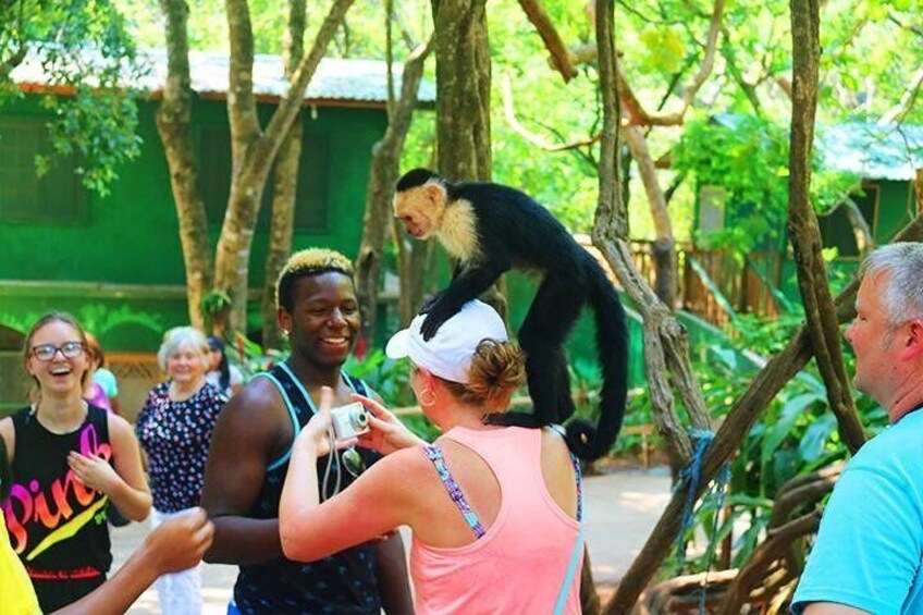 Friendly capuchin monkeys