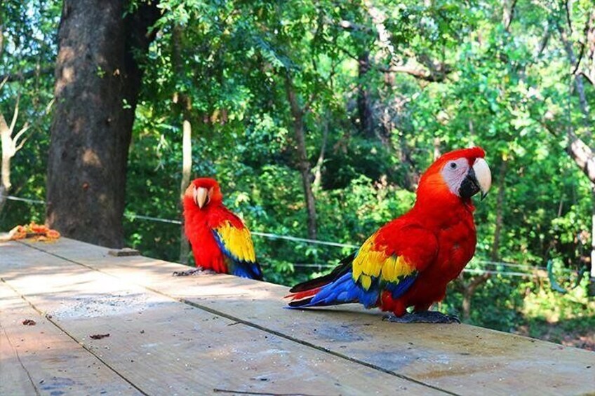 The colorful macaws, Honduras national bird