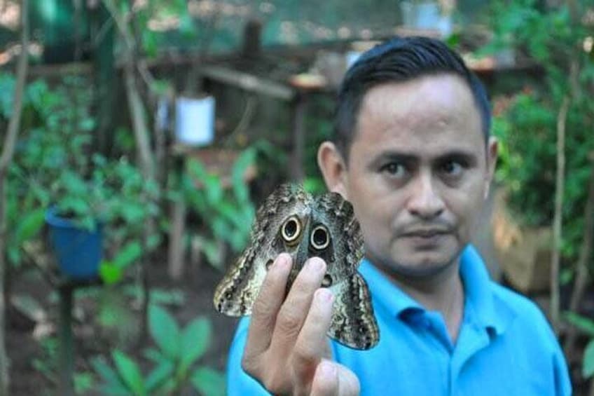 Learning about the butterflies species