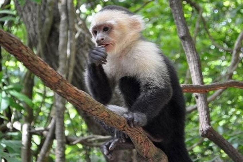 Capuchin friendly monkeys