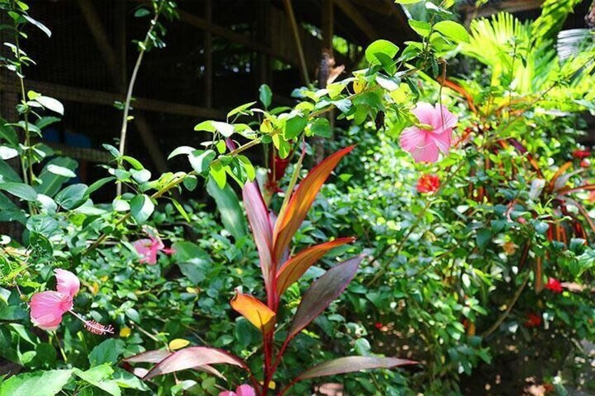 Roatan flowers