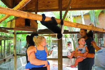 Mayan Jungle Zipline, Monkey & Sloths, City Tour & Private Vehicle