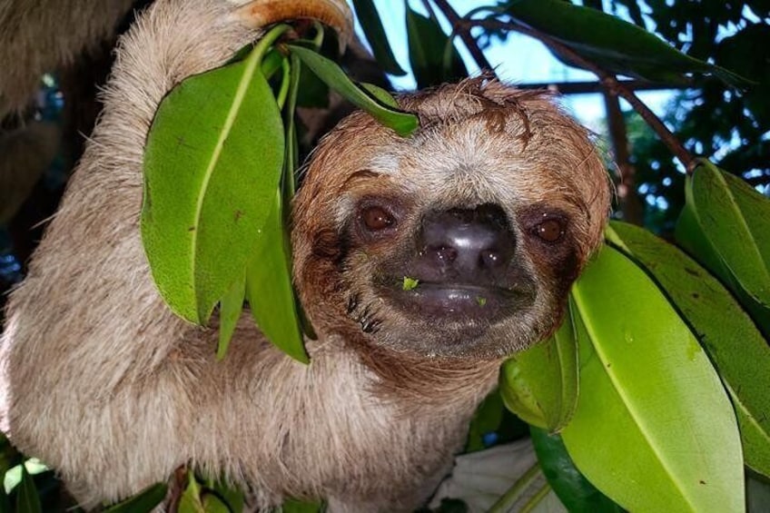 The sloth adventure at the eco park