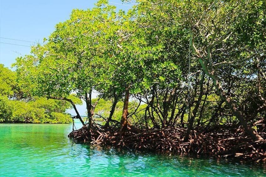 Learn about the Mangroves Species