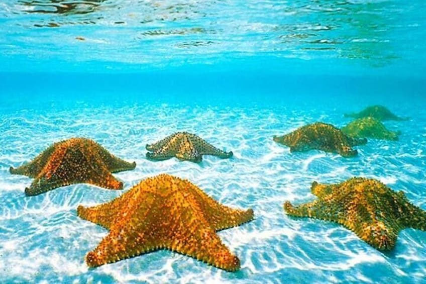 Starfish adventure, bring your GoPro :)