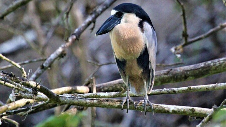 Bird Watching Tour Huatulco HT
