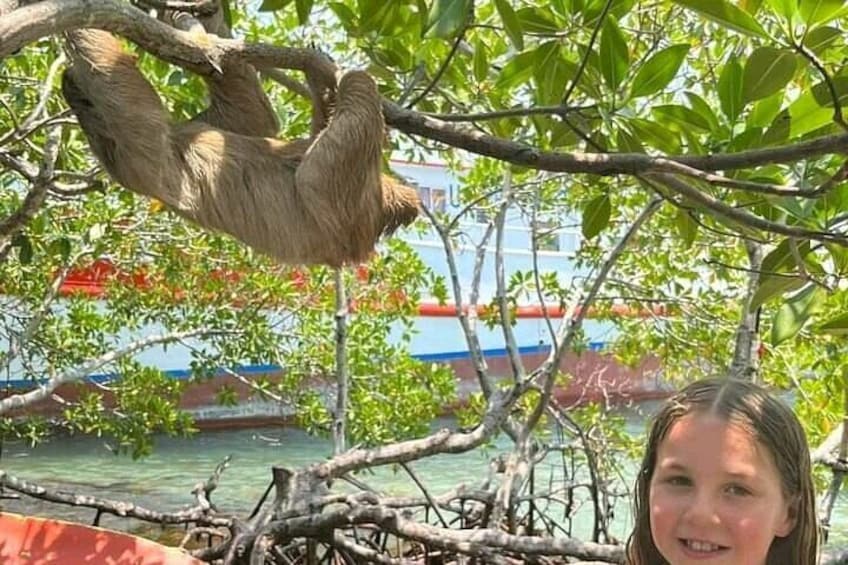 Monkeys and sloth hangout 