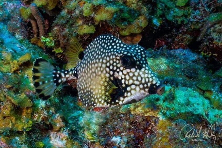 Reef snorkeling 