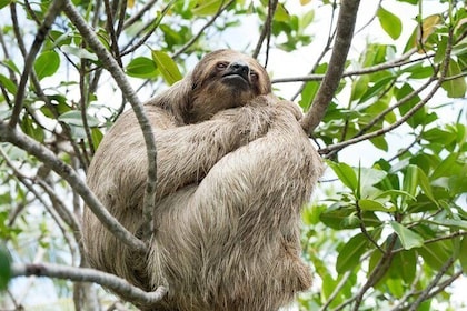 Monkeys and Sloth Hang Out con Island Tour a Roatan