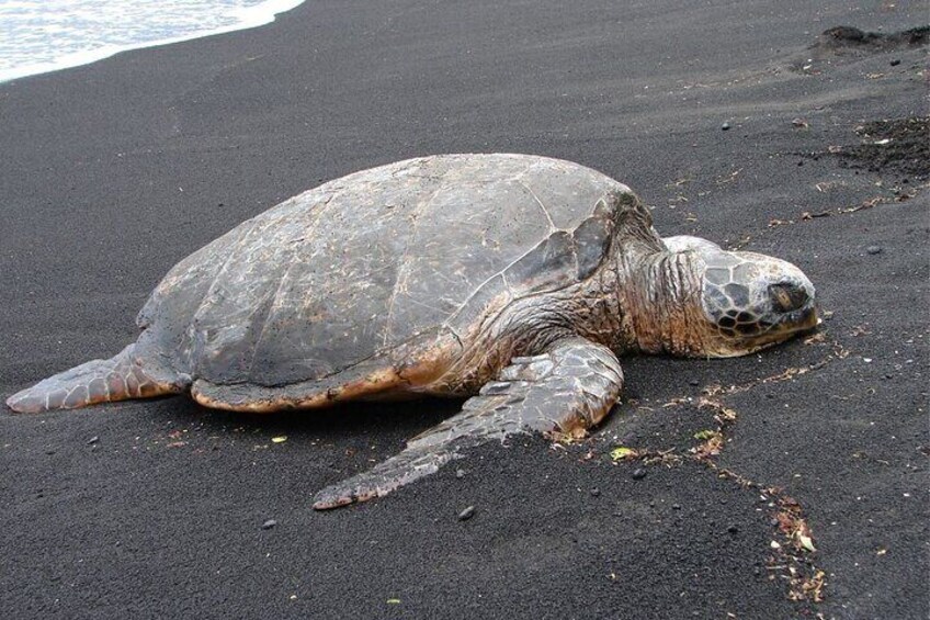 Honu on a black sand beach