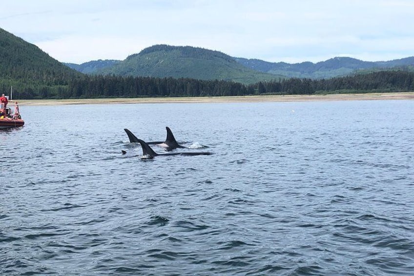 Killer Whales in Port Fredrick