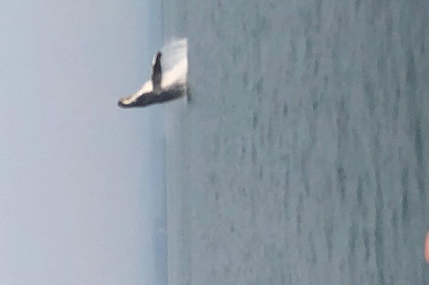 Humpback Whale breach
