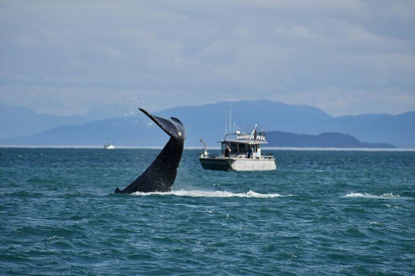Whale Watching Charters through Icy Strat Alaska