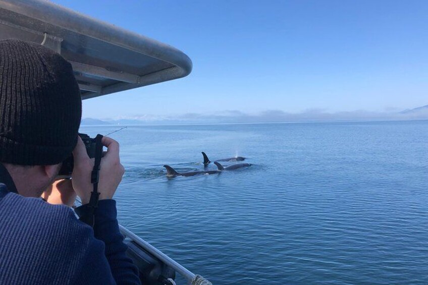 Killer Whales Swimming next to the boat