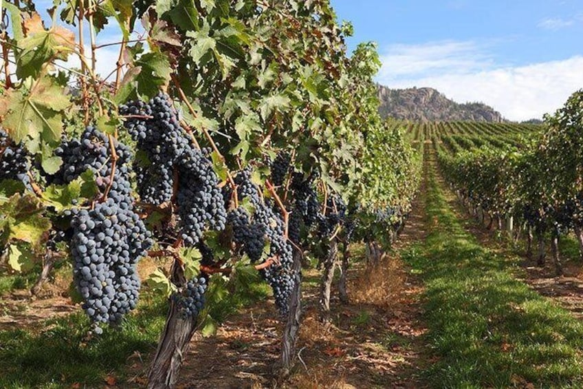 Vancouver to Okanagan Valley Tour Private