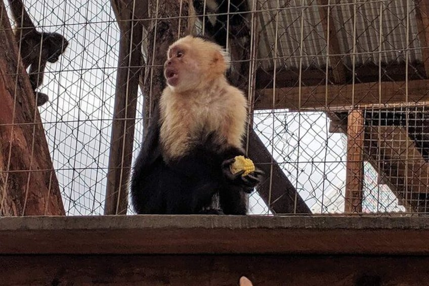 Daniel Johnson's Monkey & Sloth Hangout + Beach Day