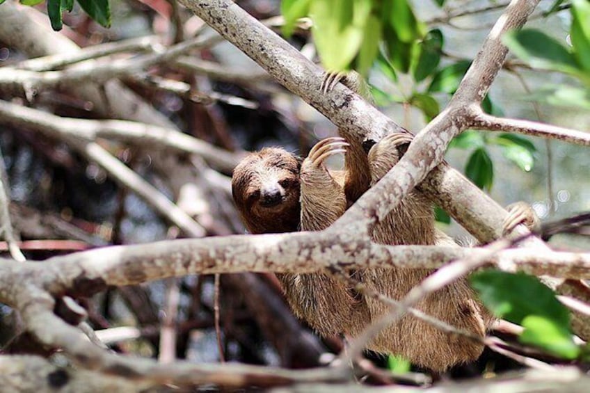 Roatan Island Tour & Daniel Johnson's Monkey and Sloth Hangout Tour
